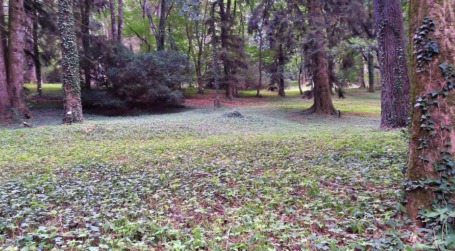 Arboreti di Vallombrosa, Vallombrosa, Italy, Italy